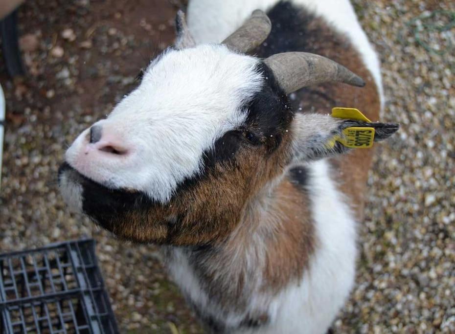Gite Gretel De La Ferme Du Schneeberg Wangenbourg-Engenthal Eksteriør billede