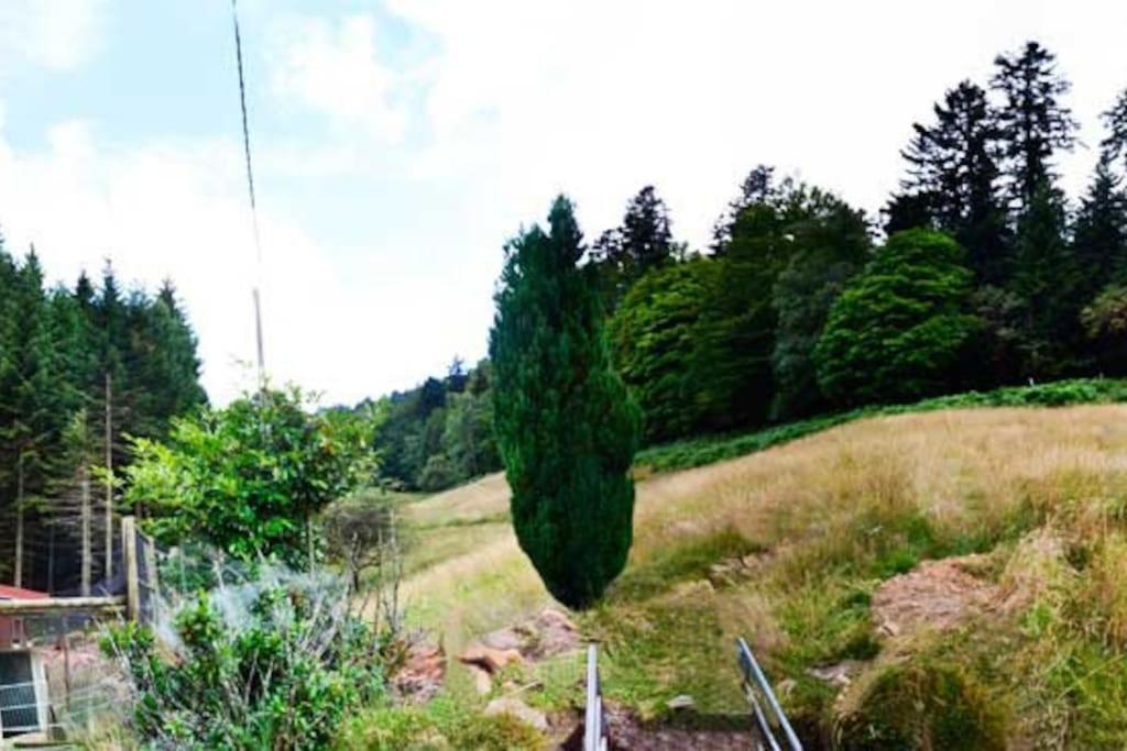Gite Gretel De La Ferme Du Schneeberg Wangenbourg-Engenthal Eksteriør billede