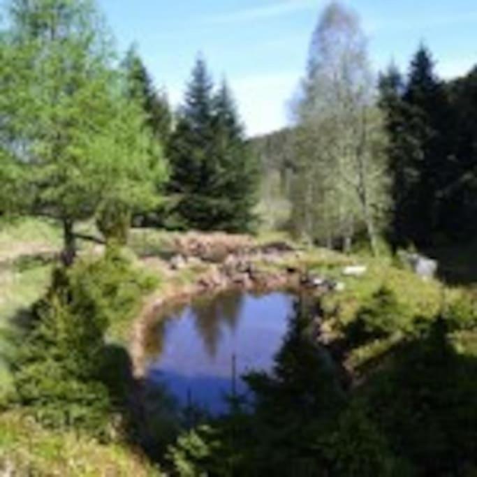 Gite Gretel De La Ferme Du Schneeberg Wangenbourg-Engenthal Eksteriør billede
